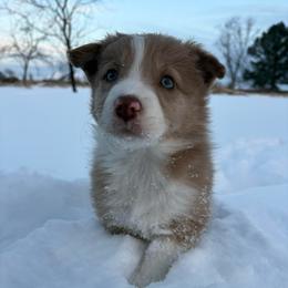 Trixie - Red merle female Border Collie puppy in Centerton, Arkansas from Chappell Breeding