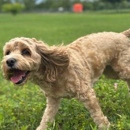 Lulu - Cockapoo