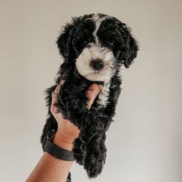 Rice - Black and white female Sheepadoodle puppy in Wabash, Indiana from DOODCompany