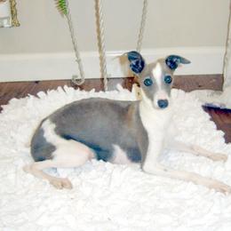 Yasmin - Italian Greyhound