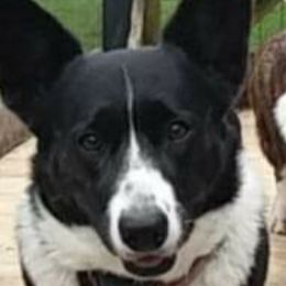 Dottie - Cardigan Welsh Corgi