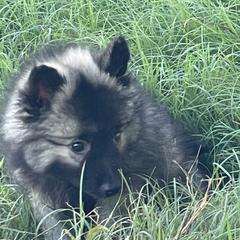Keeshond Puppies from Kozy Keeshonden