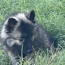 Keeshond Puppies from Kozy Keeshonden
