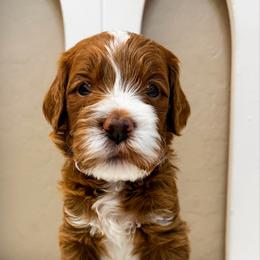 Clay - Red  male Goldendoodle puppy in Peoria, Arizona from Cactus Doods