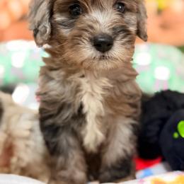 Smoky - Blue merle male Aussiedoodle puppy in Dickerson, Maryland from Pawsome Aussie Doodles and Oodles