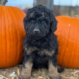 Cordell - Phantom female Bernedoodle puppy in Longmont, Colorado from Colorado Miniature Bernedoodle Puppies