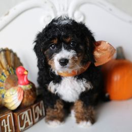 Bernedoodle Puppies from DoodlyDoodlyDoodles