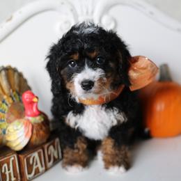 Bernedoodle Puppies from DoodlyDoodlyDoodles