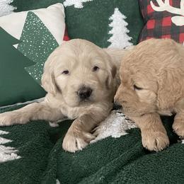 Goldendoodle puppies from Quiet Waters Ranch Family Raised Goldendoodles