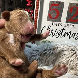 Boy 1 - Red  Goldendoodle puppy in Arlington, Texas from Kel's Tails Poodles & Doodles