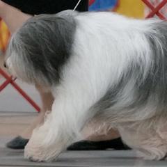 Polish Lowland Sheepdogs from Zielonagora PONs