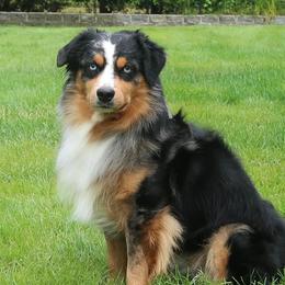 Obi - Miniature American Shepherd
