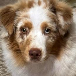 Sabrina - Miniature American Shepherd