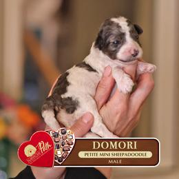 Domori - Blue merle and white male Sheepadoodle puppy in Cleveland, Tennessee from Narrow Path Old English & Sheepadoodles