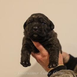 Girl 2 - Black brindle female Cane Corso puppy in Cable, Ohio from Americana Cane Corso