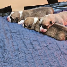 Gomez - Red male Pembroke Welsh Corgi puppy in Ripley, West Virginia from Kari's Pembroke Welsh Corgis