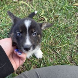 Goblin - Black and white male Cardigan Welsh Corgi puppy in Bland, Missouri from Shadey Lane Corgis