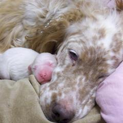 English Setter Puppies from Finlauson's Pet Care Center and Granite State Service Dogs