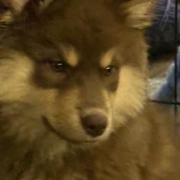 ThunderPaws Scylla - Brown female Finnish Lapphund puppy in Waynesville, Ohio from ThunderPaws