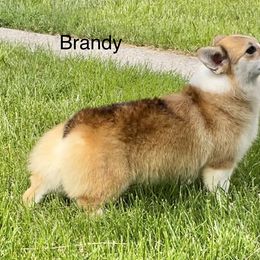 Brandy - Sable Pembroke Welsh Corgi puppy in Billings, Montana from Eaglerock Kennel