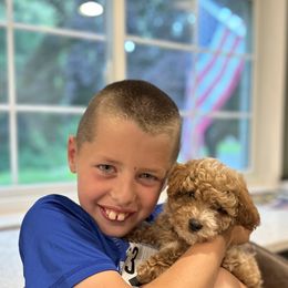 Cavachon and Cavapoochon Puppies from Forever Puppies 4U