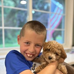 Cavachon and Cavapoochon Puppies from Forever Puppies 4U