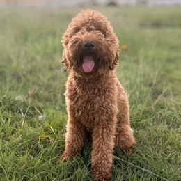 Millee - Goldendoodle