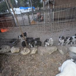 Australian Shepherd and Great Dane Puppies from AEW Farm