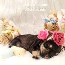 Miniature Schnauzer Puppies from Hall Miniature Schnauzers