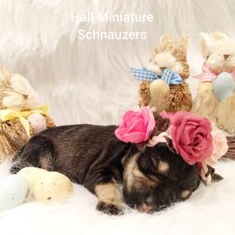 Miniature Schnauzer Puppies from Hall Miniature Schnauzers