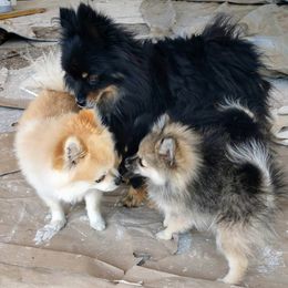 Pomeranian Puppies from Marvin & Theresa's Pomeranians
