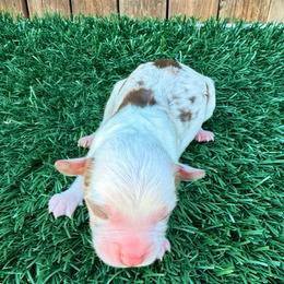 Peter - Red merle male Aussiedoodle puppy in Bakersfield, California from Annie's Aussies