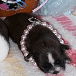 Elvira - Red female Shih Tzu puppy in Lakewood, Ohio from Purelyshihtzupups