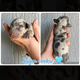 Sugar cookie - Dapple male Dachshund puppy in New Mexico from Long Dog Ranch
