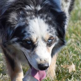 Tina - Australian Shepherd