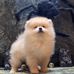 "Binx" - Pomeranian puppy in Three Rivers, California from Mountain Mama's Poms