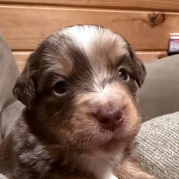 Patton - Red merle male Miniature Australian Shepherd puppy in Romney, West Virginia from South Branch Mini Aussies