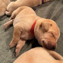 Ember - Yellow male Labrador Retriever puppy in Rock Hill, South Carolina from North Star Retrievers