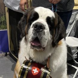 Saint Bernards from Sierra Saints