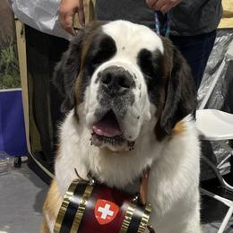Saint Bernards from Sierra Saints