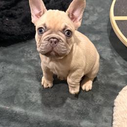 Athena - Fawn and white female French Bulldog puppy in Chula Vista, California from House of Pugs and French BullDogs