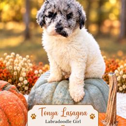 Tonya Lasagna - Merle female Labradoodle puppy in Grove, Oklahoma from Guinn Family Farms