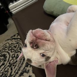 Bulldog Puppies from Bulldogzilla Breeders