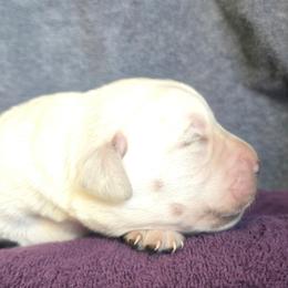 Yellow Female 2 - Yellow female Labrador Retriever puppy in Conway, Missouri from Patton's Triple Pine Farm