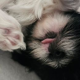 French Bulldogs and Shih Tzus from Records Precious Puppies