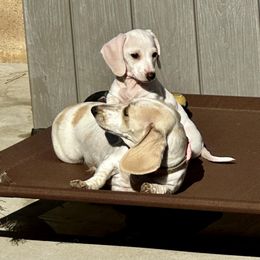Dachshund Puppies from Empire's Dachshunds