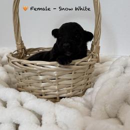 Shiloh Shepherd Puppies from North By Northwest Shilohs “NBN”