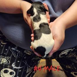 Finn - Black and white male English Springer Spaniel puppy in Craig, Nebraska from Fur & Feathers Kennel