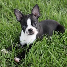 Beagle and Boston Terrier Puppies from Marti Acres ~ Boston Terrier & Beagles
