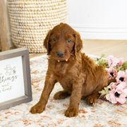Goldendoodle, Irish Doodle, Labradoodle, and Poodle Puppies from Desert Doodles